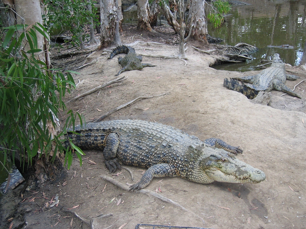 CairnsTC262 Wildlife Habitat.jpg